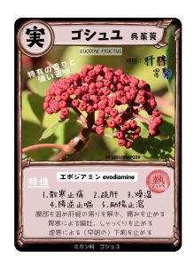 生薬トレカ（ゴシュユ）